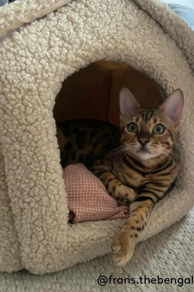 KENZA Hundbädd/kattbädd