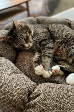 OBI Hundbädd/kattbädd