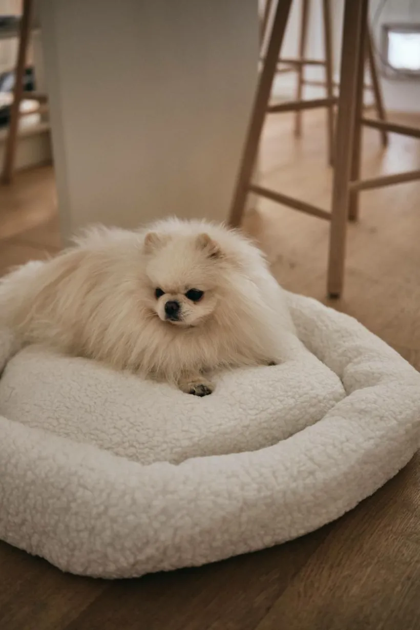 YOSHI Hundbädd/kattbädd