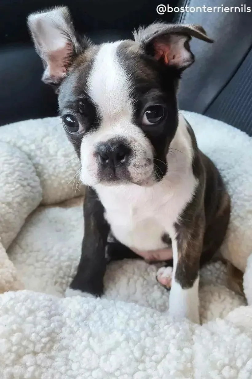 YOSHI Hundbädd/kattbädd